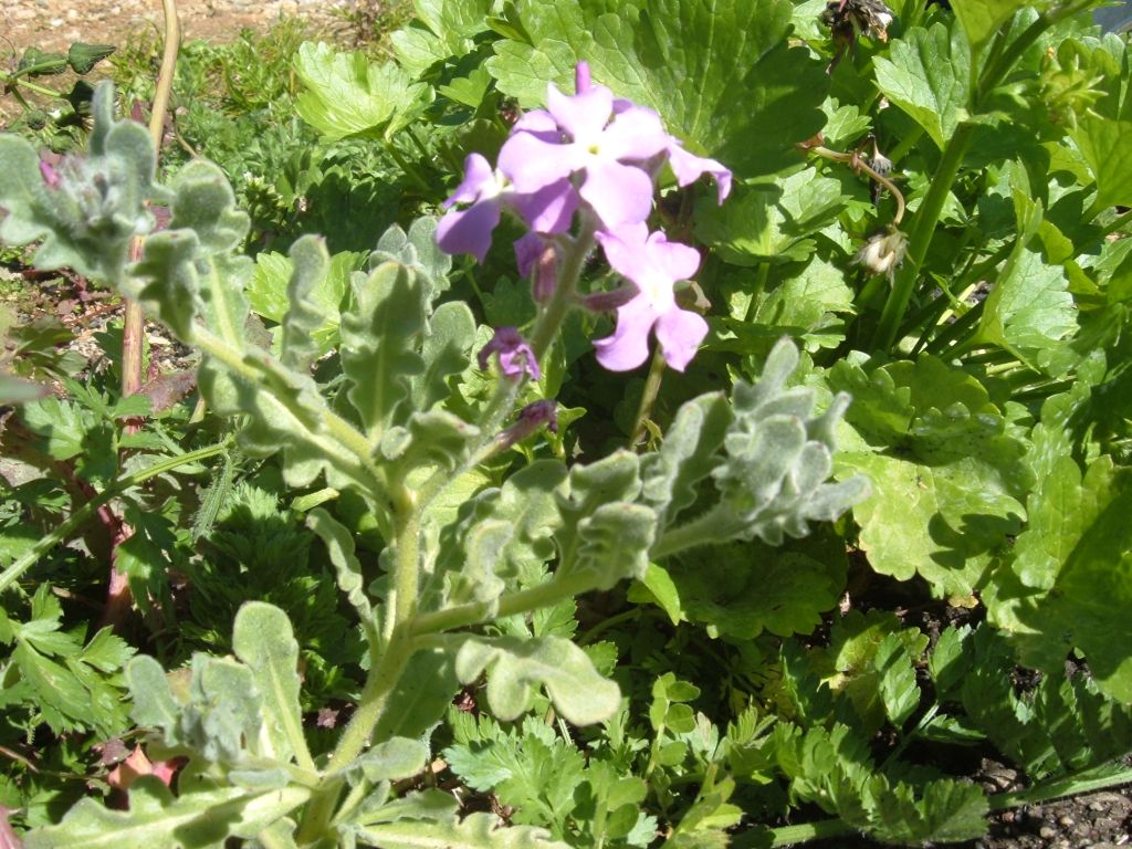 Matthiola cfr. tricuspidata, Ranunculus ficaria e Allium triquetrum